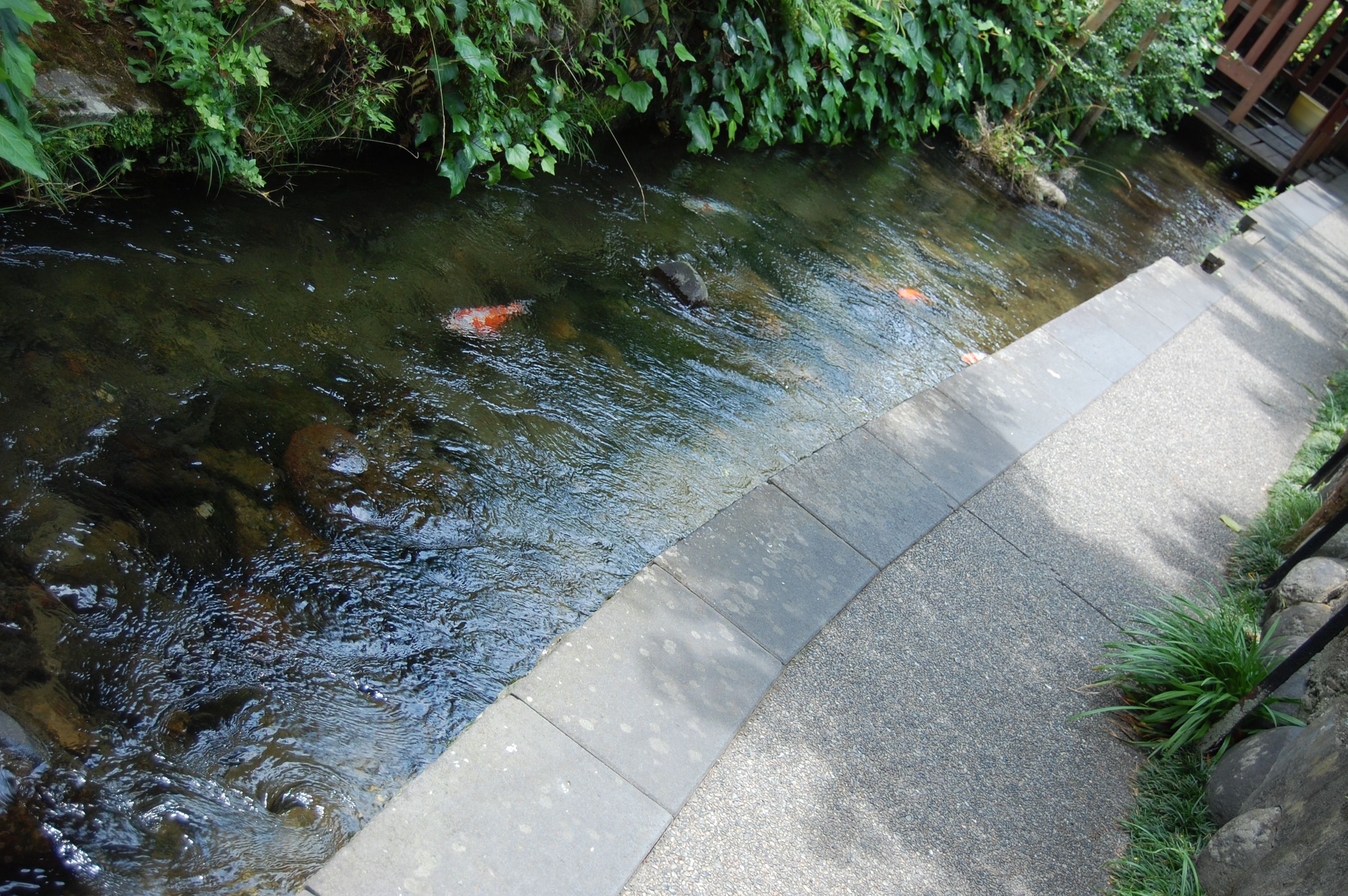郡上八幡のいがわこみち。鯉の泳ぐ水路に沿って、細い歩道と建物が続く。