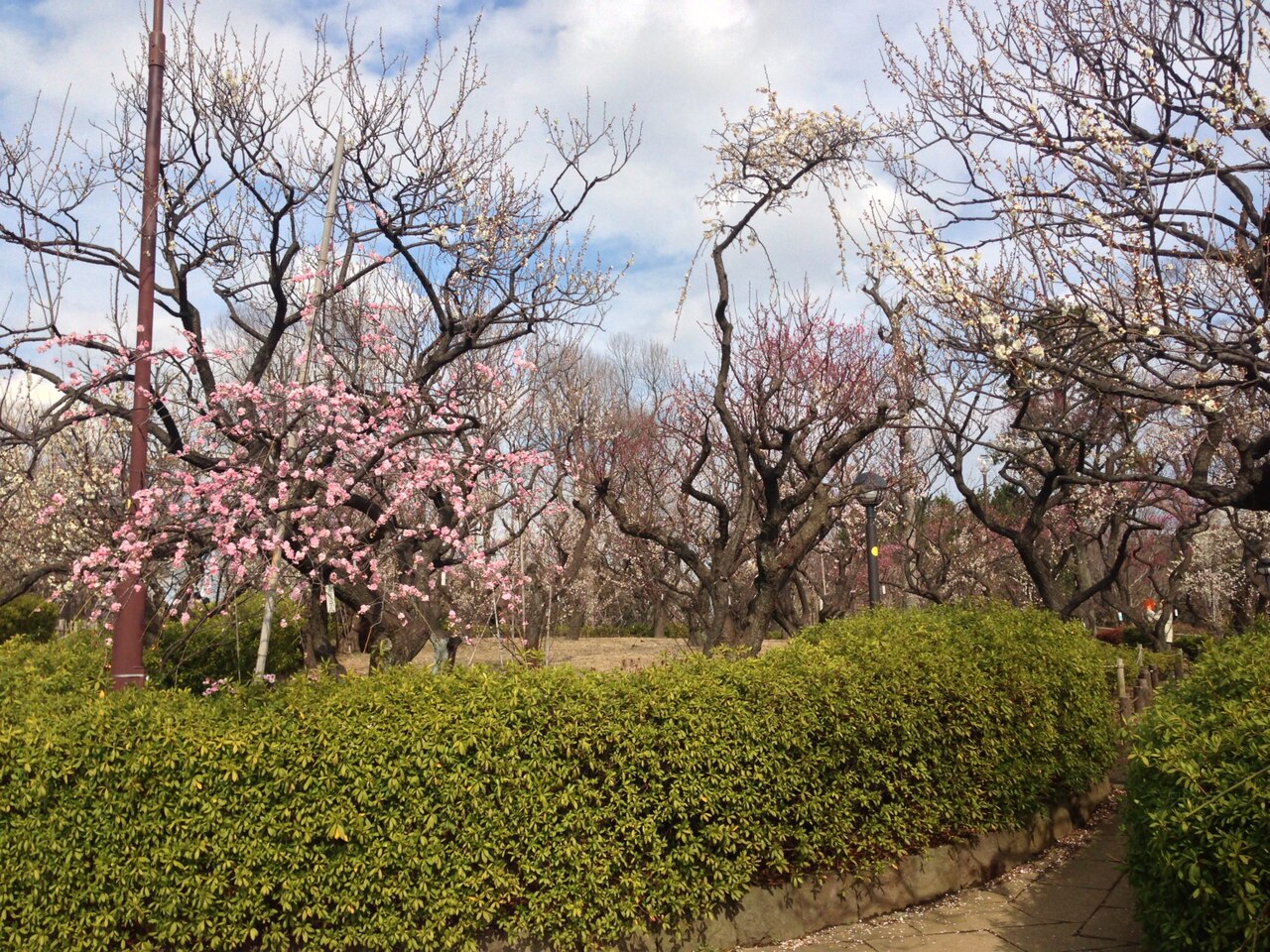 羽根木公園の園路と紅白の梅が咲く梅林