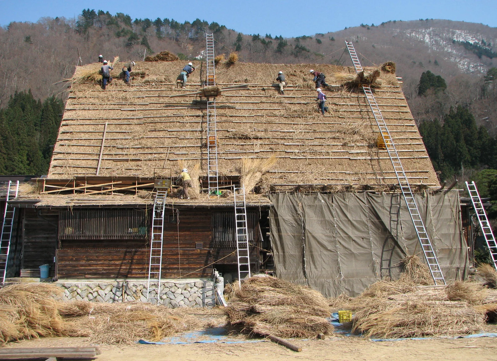 茅を載せた大きな屋根の上で葺き替え作業をする人々